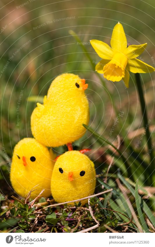 Teamwork! Flower Chick Toys Sign Net Network Build Running Touch Crouch Simple Brash Happiness Fresh Happy Beautiful Curiosity Cute Above Athletic Crazy Yellow