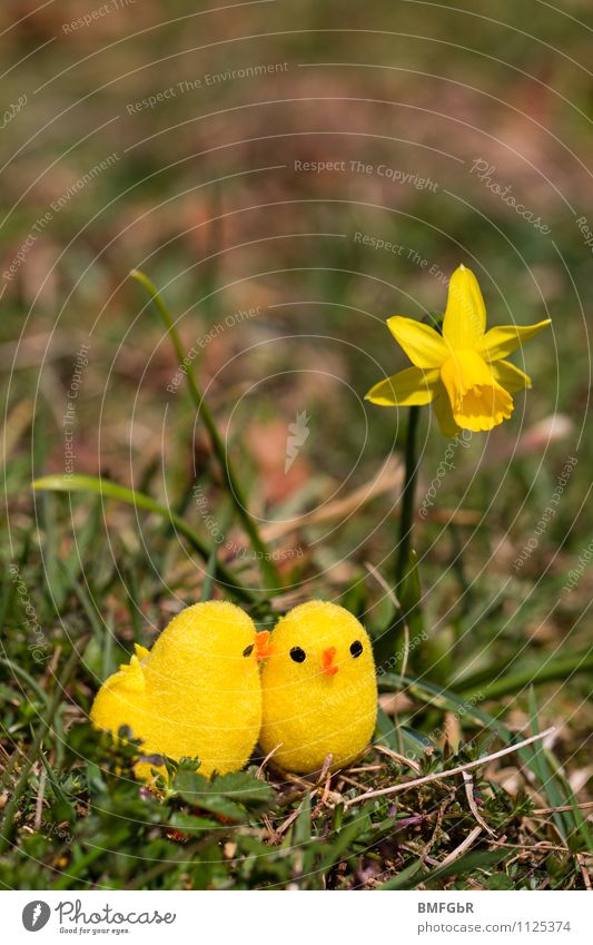 Yellow love Environment Nature Animal Earth Plant Flower Grass Moss Leaf Blossom Narcissus Chick Toys Kitsch Odds and ends Rutting season Touch Blossoming