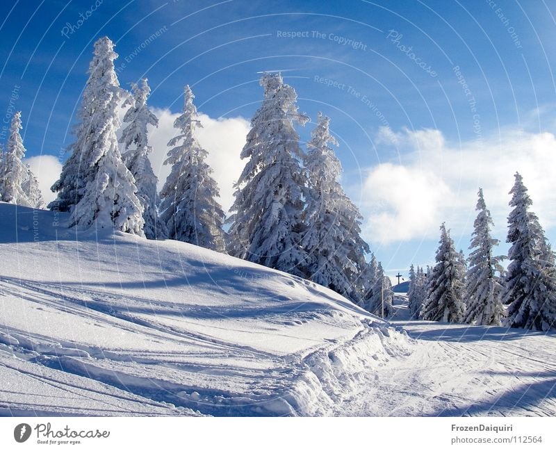 the first snow II Tree Emotions Spruce Happiness Slope Hill Light Coniferous trees Calm Snow layer Ski tracks Deep snow Federal State of Tyrol Environment White