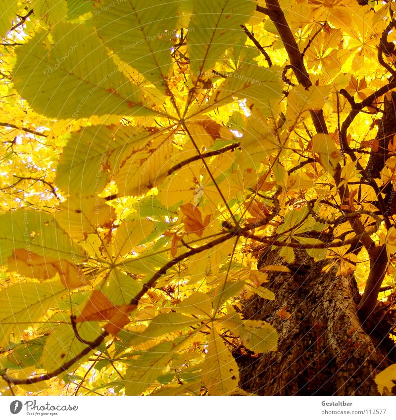 Autumn smell II Leaf Yellow Tree trunk Chestnut tree Treetop Hissing October Goodbye Holiday season Seasons Transience Formulated To fall Lamp End Gold