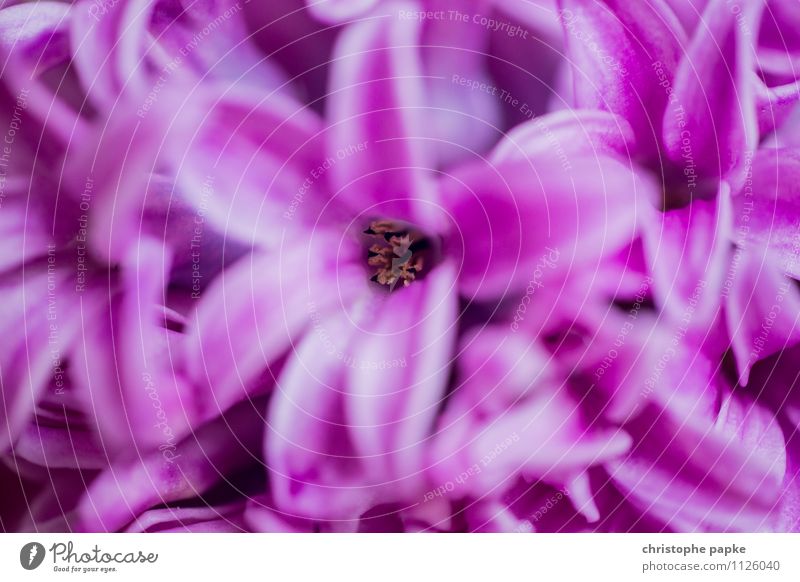 Differentiated focus Plant Spring Flower Blossom Pot plant Exotic Fragrance Violet Colour photo Interior shot Close-up Detail Macro (Extreme close-up) Deserted