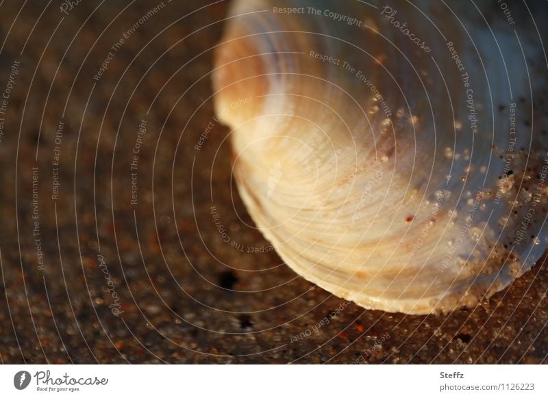 Shell semicircular Mussel shell Sandy beach certain light Maritime attentiveness Attentive Sunlight Mood lighting Twilight Shell-shaped Grains of sand