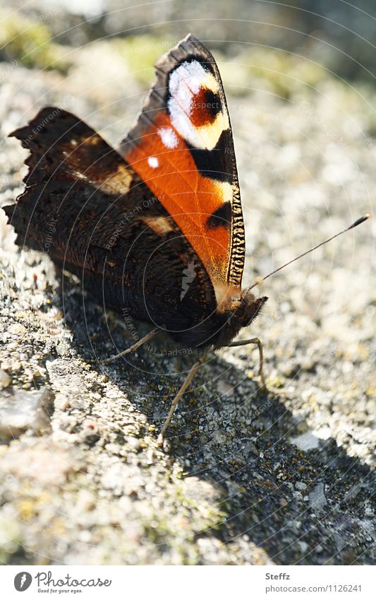 Sun welcome Butterfly Noble butterfly Aglais io butterfly wings Well-being Snapshot take a break Break natural pattern Calm Sunbathing golden october mimicry