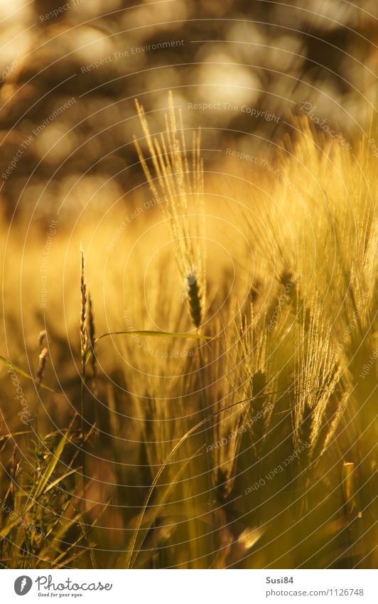 spike Nature Plant Summer Autumn Grass Agricultural crop Barley Grain field Barleyfield Field Faded Sustainability Natural Gold Emotions