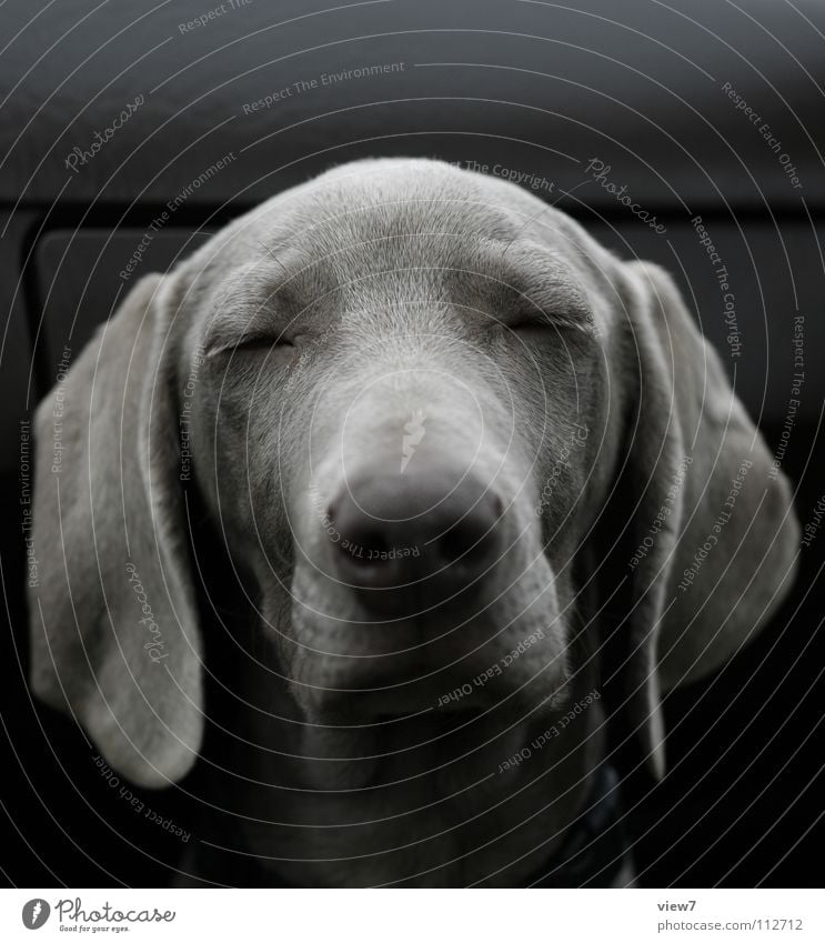 oh... Dog Puppy Cute Fine Beautiful Sleep Snout Hang Brown Weimaraner Mammal Closed Nose Eyes Dog's head Dog's snout Closed eyes Lop ears Animal face
