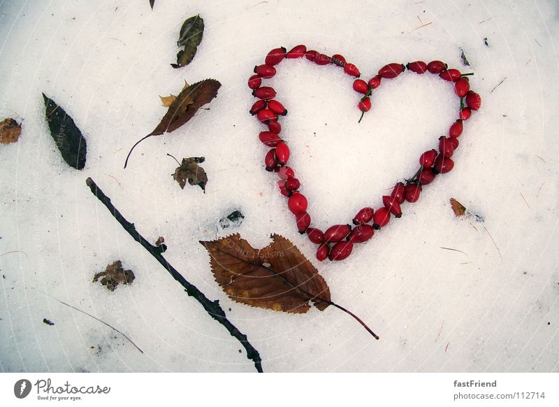Love has 4 seasons Stick Winter Leaf Autumn Cold Red Muddled Frozen Longing Seasons Heart Snow Structures and shapes Branch Wild animal haw dogrose rose hip