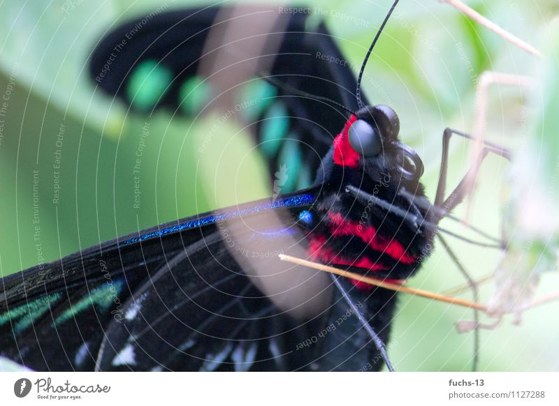 butterfly Animal Wild animal Butterfly Insect 1 Poverty Esthetic Animal face Trunk Observe Hide Red Black Green Pelt Delicate Colour photo Exterior shot