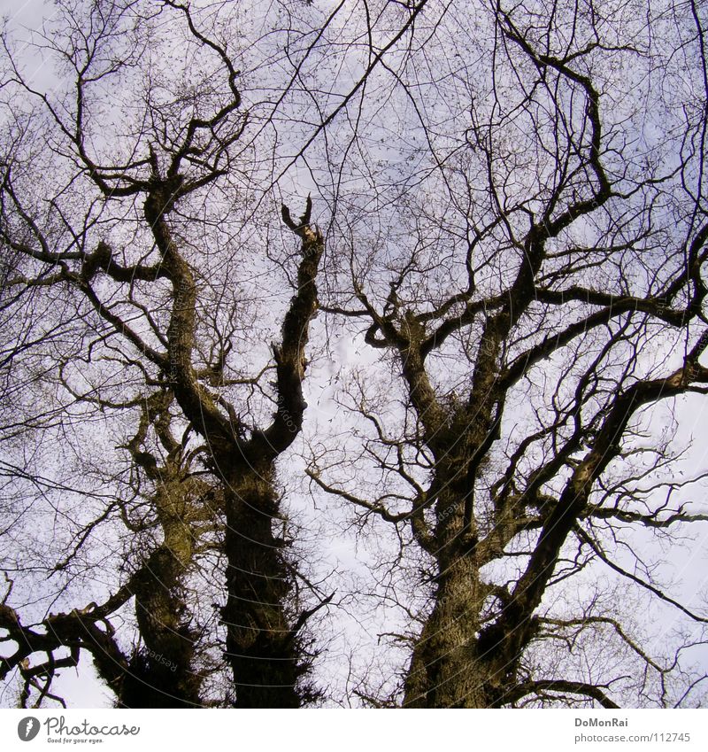 Tree (sometimes pragmatic) Colour photo Exterior shot Deserted Day Silhouette Worm's-eye view Air Sky Forest Virgin forest Güttingen Europe Wood Network Old