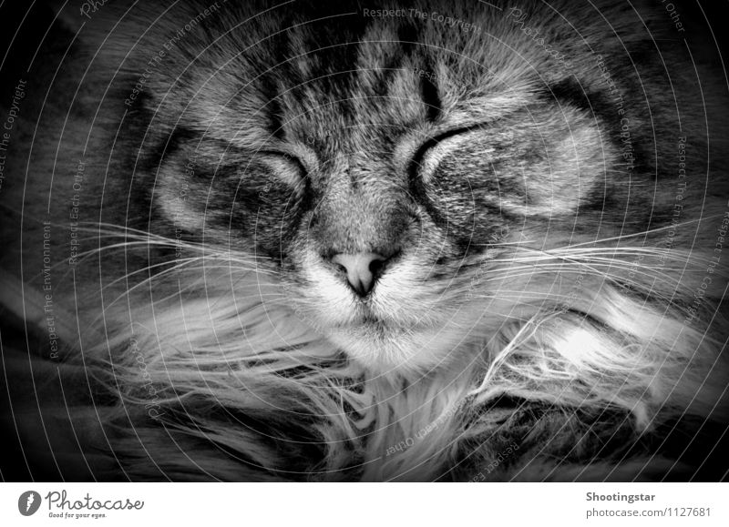purr 2 Animal Pet Cat Pelt 1 Sleep Dream Serene mustache Black & white photo Interior shot