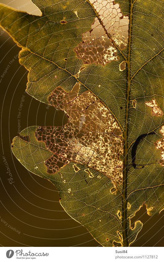 oak leaf Environment Nature Plant Summer Leaf Wild plant Oak leaf Oak tree Forest To feed Feeding Illuminate Exceptional Uniqueness Natural Beautiful Gold Green