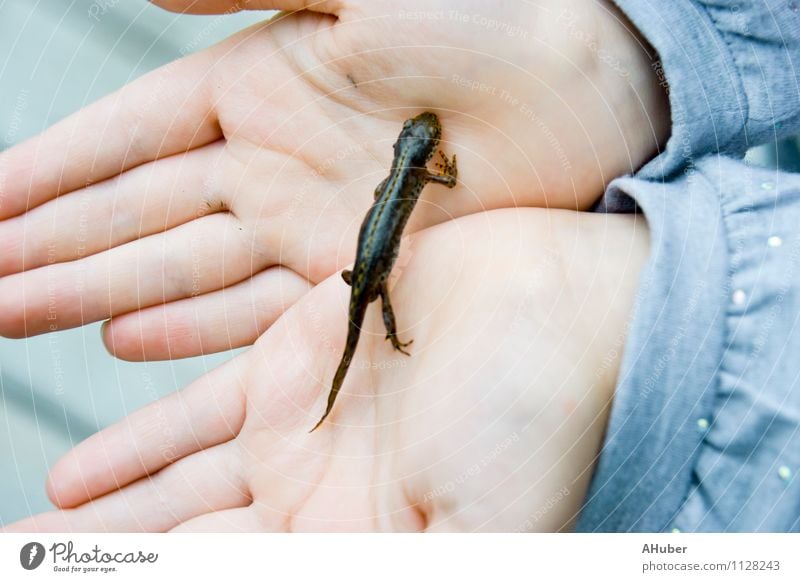 Mountain newt in children's hands Child Infancy Hand 3 - 8 years Animal Wild animal 1 Observe Discover Catch To hold on Hunting Crawl Love Looking Exceptional
