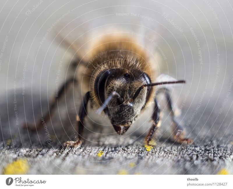 Bienes frontal attack Nutrition Animal Bee 1 Moody Power Threat Idyll Sustainability Nature Environment Environmental pollution Environmental protection Insect