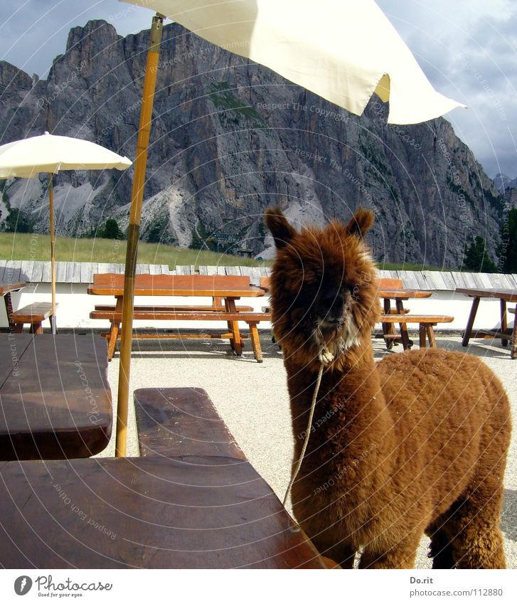 an alpaca on a journey Relaxation Calm Vacation & Travel Summer Mountain Table Animal Clouds Beautiful weather Soft Brown White South Tyrol Dolomites Sunshade