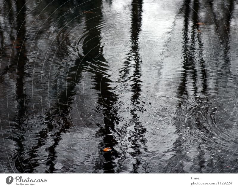 Hamburg early spring Environment Nature Landscape Water Drops of water Bad weather Tree Leaf Puddle Cold Wet Sadness Concern Grief Fatigue Reluctance