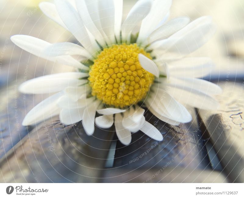 Delicate daisy Well-being Calm Mother's Day Nature Plant Spring Flower Blossom Garden Fragrance Esthetic Clean White Spring fever Romance Purity Contentment