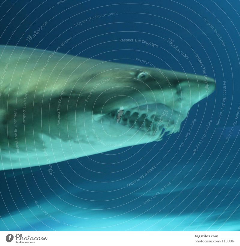 hackface Shark Ocean Predatory fish To feed Gray Snout Dangerous Carnivore Fish daytime Blue tiger shark devoured turn and grey Set of teeth Pine Threat Nose
