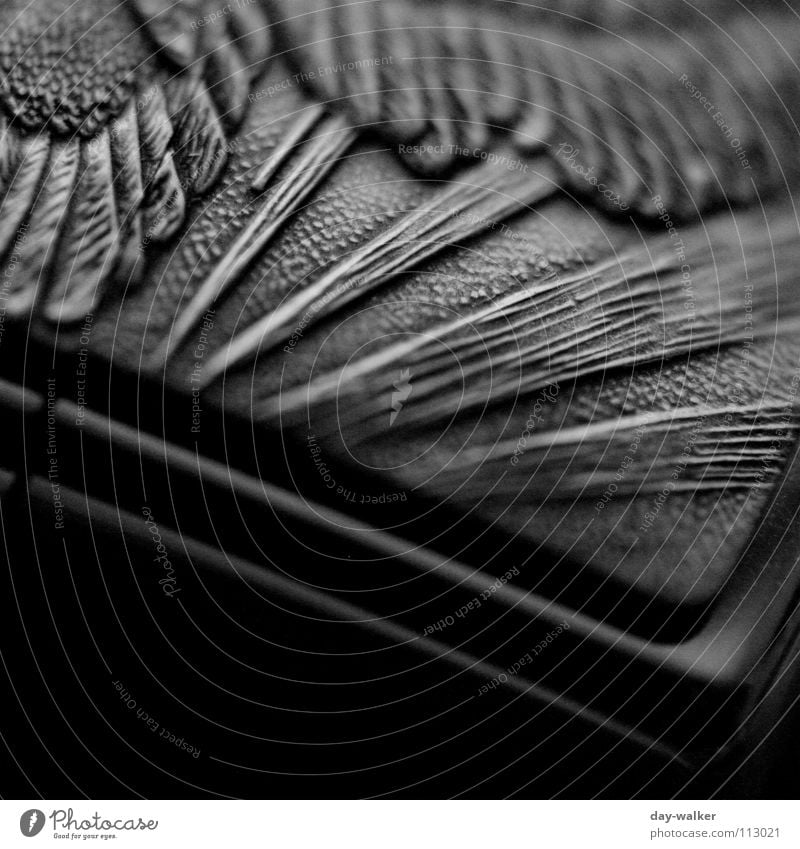 contrast games Dark Black White Pattern Exposure Eagle Surface Silhouette Close-up Black & white photo Metal Contrast Reaction Gravure embossed Feather