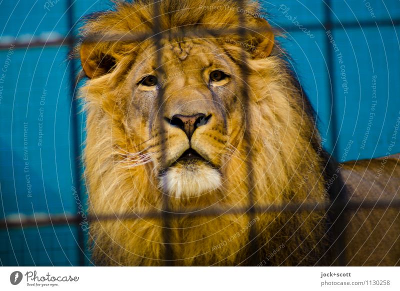 King 13XX behind bars Exotic Zoo Lion Animal Grating Observe Self-confident Watchfulness Experience Serene Concentrate Safety Pride Mane Artificial light