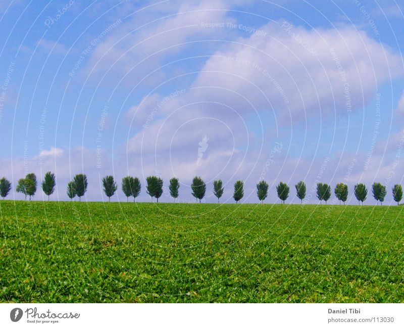 Trees in rank and file Grass Green Summer Sky Blue Arrangement Far-off places Freedom