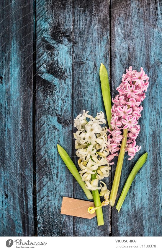 Hyacinth on blue wooden table Elegant Style Design Joy Happy Decoration Table Feasts & Celebrations Valentine's Day Mother's Day Birthday Nature Plant Spring