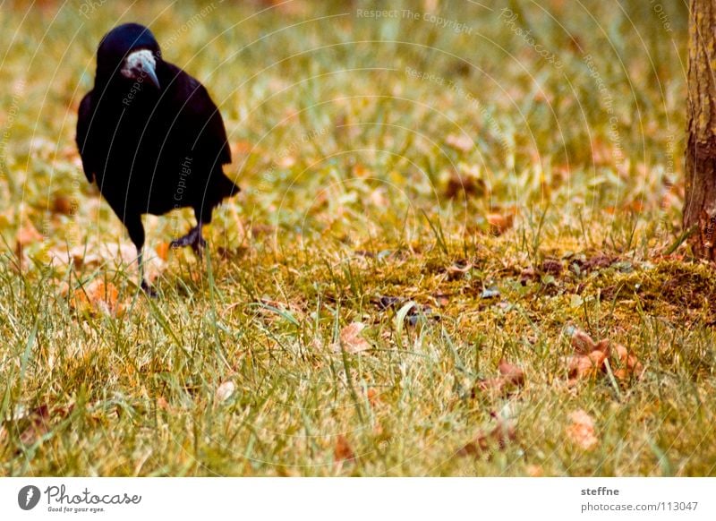 autumn walk Bird Raven birds Crow Black White Yellow Green Red To go for a walk Meadow Grass Tree Autumn Physics Cold Calm Loneliness Feather Beak In transit