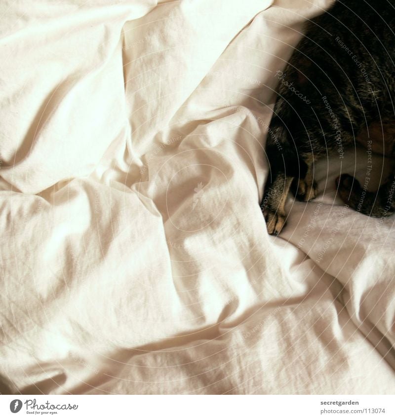 cuddly monster Cat Bed Duvet White Striped Untidy Physics Paw Tails Room Design Arise Morning Sleep Cuddly Cuddling Convoluted Bird's-eye view Cozy