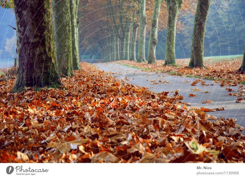 the next autumn will come for sure Environment Nature Autumn Tree Leaf Street Lanes & trails Loneliness Autumn leaves Autumnal colours Avenue Promenade