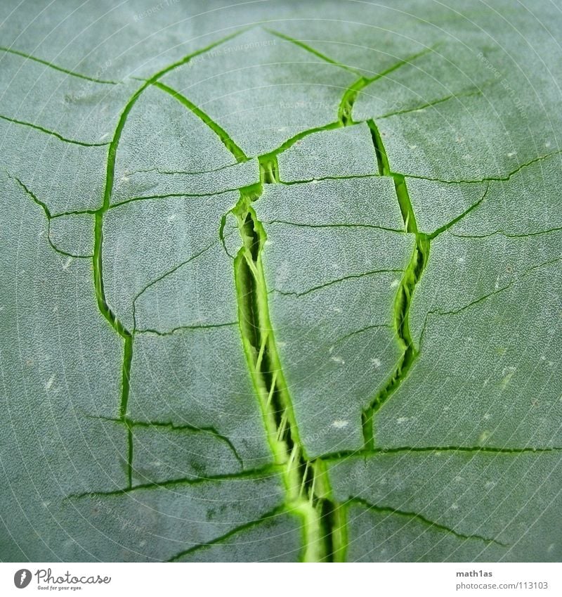 King Cracks of III. Green Leaf Bursting Rip Bilious green Joy Nature Aloe Crack & Rip & Tear blast leave