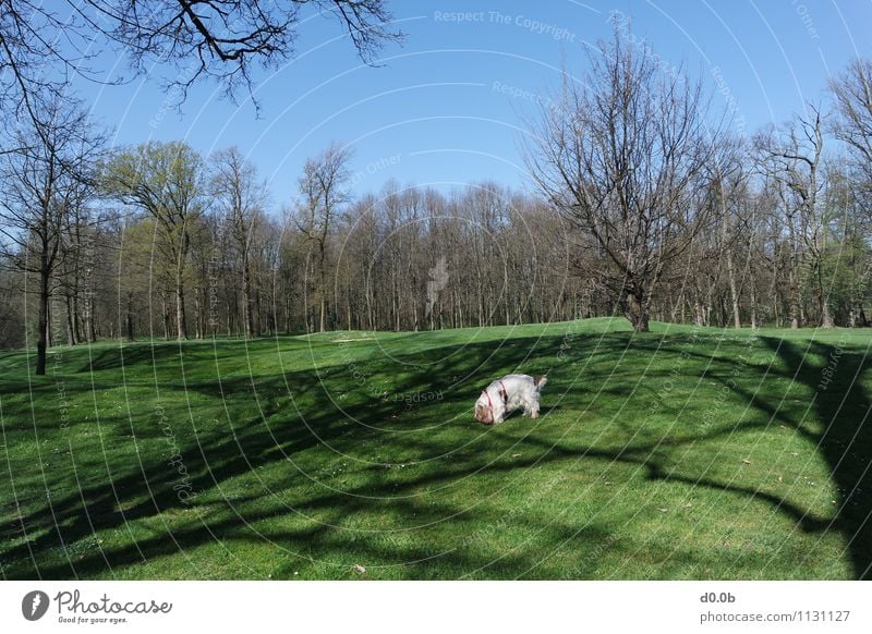 GRASS GREEN GOLF COURSE Golf course Tree Park Pet Dog 1 Animal Authentic Simple Beautiful Natural Cute Blue Brown Green White Peaceful Relaxation Serene Life