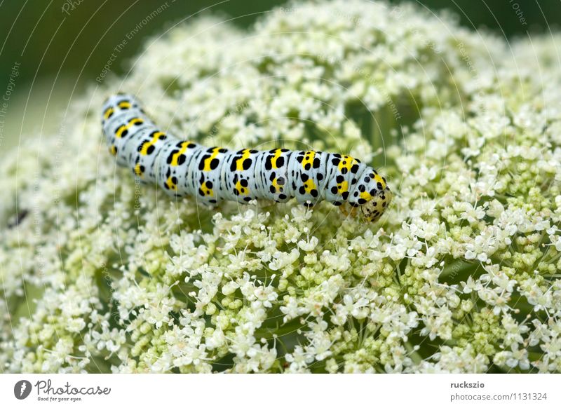 Caterpillar, swallowtail, Wild animal Butterfly To feed Swallowtail Papilio machaon butterflies Insect Noble butterfly spotted butterfly precious butterfly
