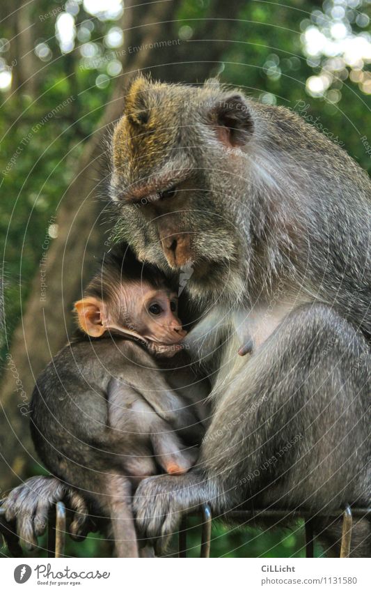 meal Baby Mother Adults Nature Wild animal Animal face Monkeys 2 Animal family Drinking Brown Gray Green Trust Safety (feeling of) Love of animals