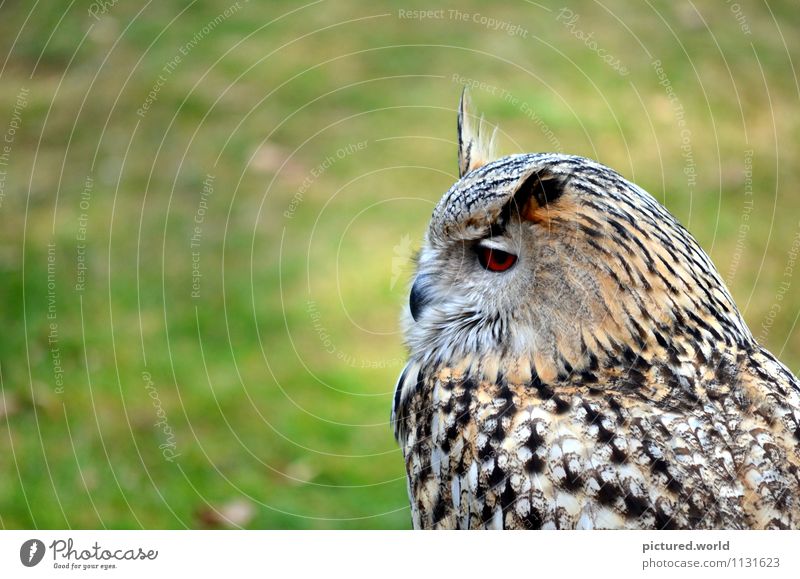 owl - silent flight Nature Earth Air Beautiful weather Animal Wild animal Bird Animal face Wing 1 Observe Crouch Looking Wait Elegant Green Black White