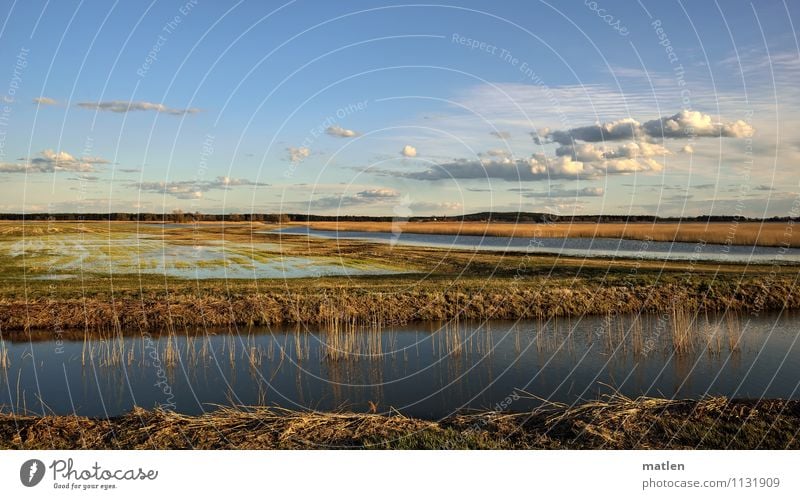 alluvial land Nature Landscape Plant Water Sky Clouds Horizon Sunlight Spring Weather Beautiful weather Grass Meadow Coast Lakeside River bank Bog Marsh Pond