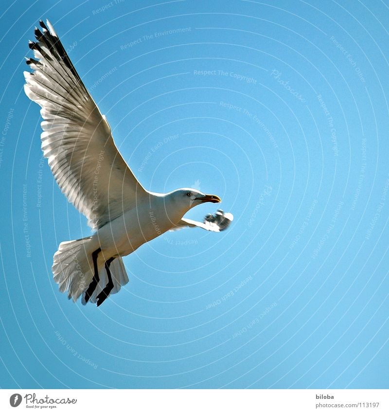 Look who's flying here ;-) Seagull White Black Sea bird Bird Animal Poultry Infinity Beautiful Iron blue Deep Exterior shot seagulls Elegant seabird Flying Free