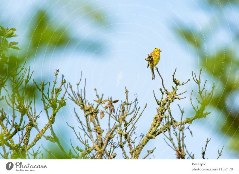Yellowhammer on a twig Summer Hammer Environment Nature Animal Autumn Tree Blossom Park Forest Bird Sit Small Natural Wild Green Denmark Top bush food wildlife