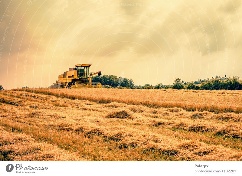 Harvester on a field Summer Work and employment Machinery Nature Landscape Plant Autumn Growth Hot Yellow Gold Colour orange Farm ripe food machine grain Rural