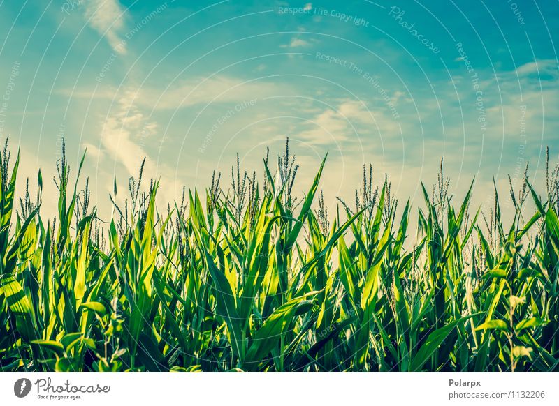 Corn field in the summer Beautiful Summer Environment Nature Landscape Plant Sky Clouds Horizon Weather Tree Grass Meadow Forest Growth Fresh Bright Tall
