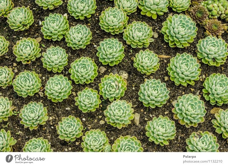 Sempervivum plants on a field Herbs and spices Beautiful House (Residential Structure) Garden Decoration Gardening Nature Plant Earth Flower Cactus Leaf Blossom