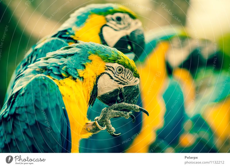 Makaw parrots on a row Exotic Beautiful Summer Zoo Nature Animal Pet Bird Wing Sit Bright Wild Blue Yellow Green Colour scratching colorful Tropical Brazil