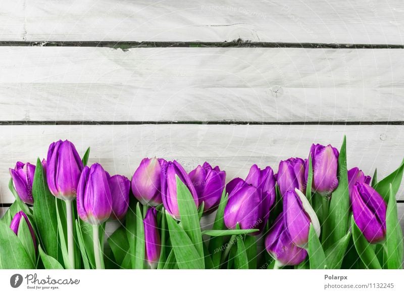 Tulip flowers on wooden background Beautiful Decoration Table Easter Mother Adults Nature Plant Spring Flower Leaf Blossom Bouquet Ornament Love Growth Fresh