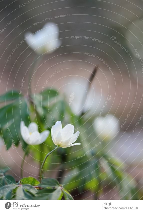 in the spring forest... Environment Nature Plant Spring Flower Leaf Blossom Wild plant Wood anemone Forest Blossoming Stand Growth Esthetic Fresh Beautiful