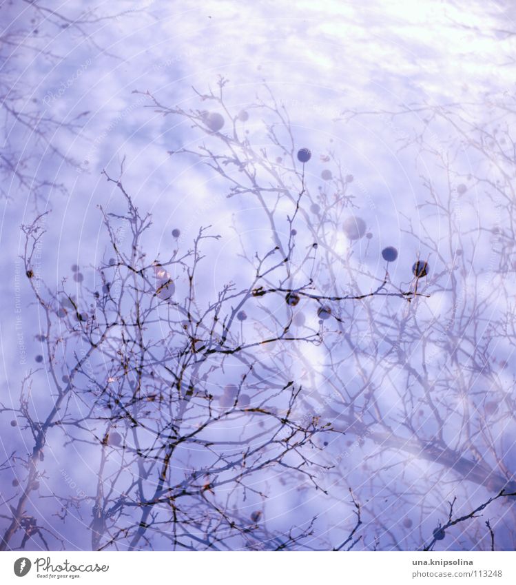 dream tree Sky Clouds Weather Tree Dream Cold Blue Irritation Medium format Analog Double exposure Branchage Superimposed Black-headed gull  American Sycamore