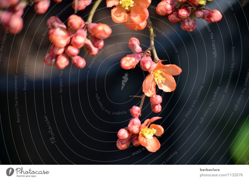 ornamental quince flower Nature Plant Spring Bushes Blossom Flowering Quince Quince blossom Garden Blossoming Orange Pink Moody Spring fever Anticipation