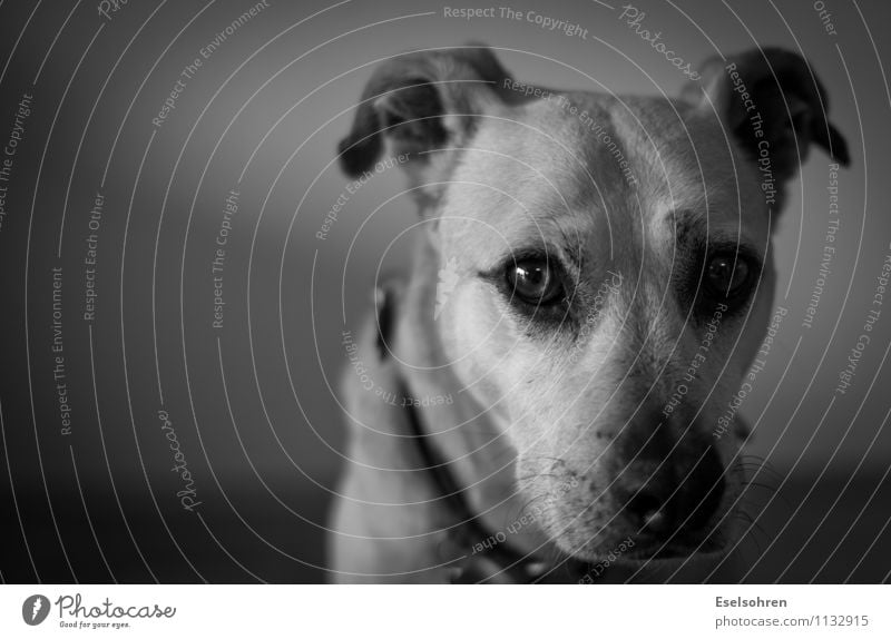 Uncertain Animal Pet Dog Animal face Pelt 1 Observe Looking Cute Watchfulness Calm Humble Timidity Insecure Eyes Snout Black & white photo Interior shot