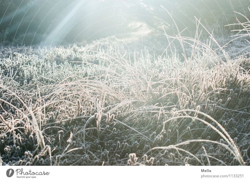 Cold, cold, cold are all my grasses Environment Nature Plant Sun Sunrise Sunset Sunlight Winter Climate Weather Ice Frost Grass Foliage plant Wild plant