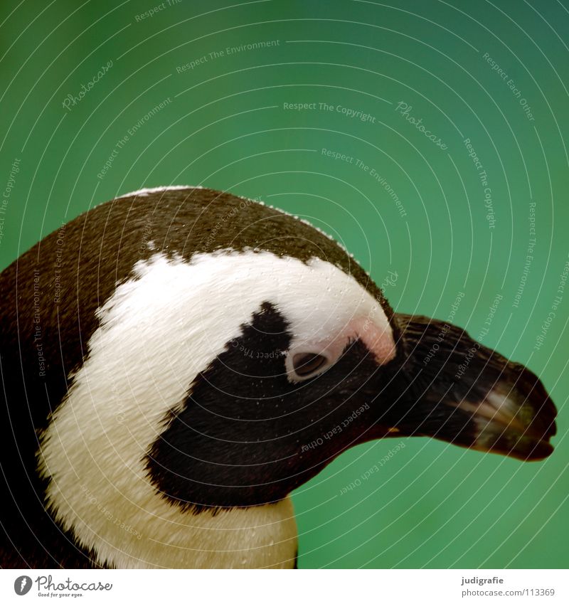 penguin Web-footed birds Penguin Animal Bird Beak Wet Black Frontal Cute Colour Eyes Feather Looking