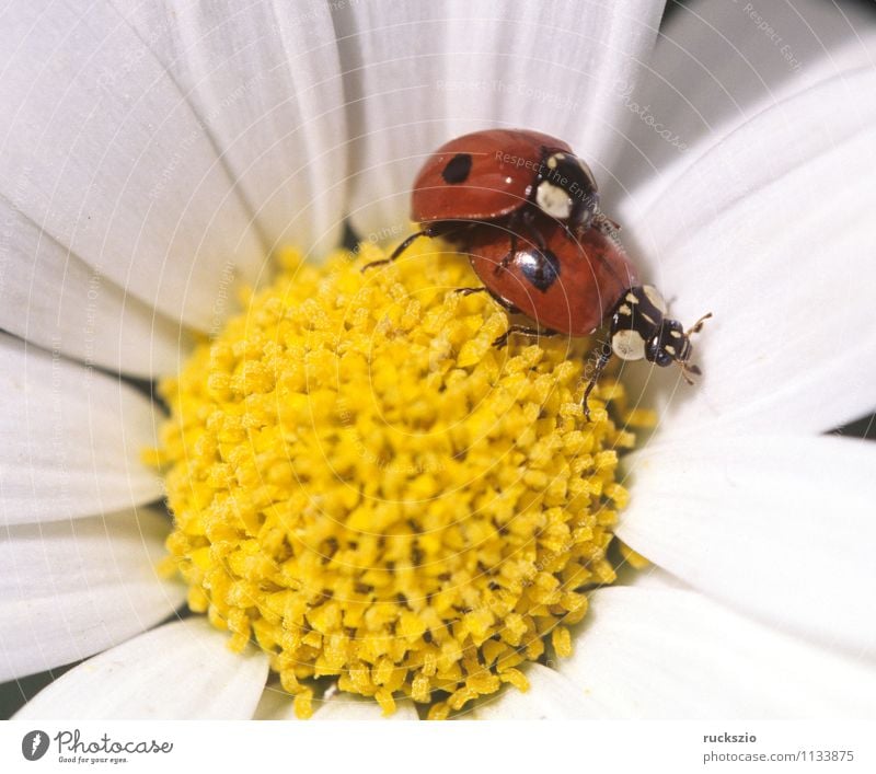 Marienkaefer, mating, Coccinella, semptempunctata, Nature Animal Blossom Meadow Wild animal Beetle Yellow Red White Ladybird Propagation Couple making