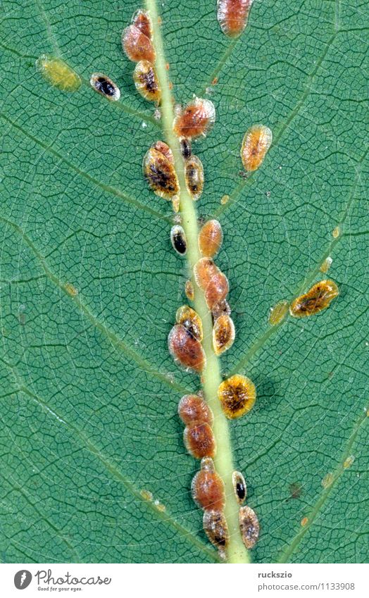 Scale lice, coccoidea, leaf lice, Nature Animal Garden Wild animal To feed scale fly coccoid membrane Greenfly Insect aphid infestation skullcap plant lice Sap