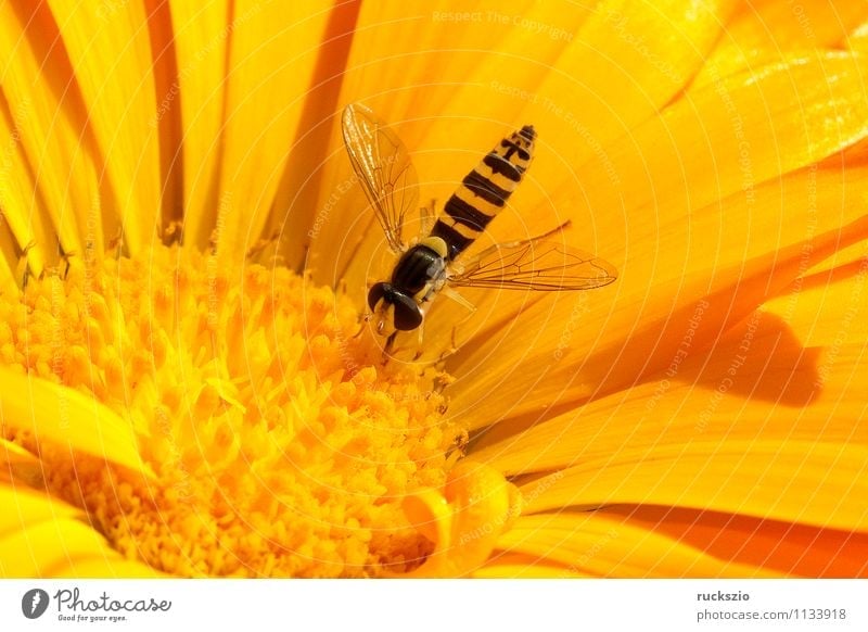Hoverfly, marigold, calendula, officinalis Nature Animal Flower Blossom Garden Fly To feed Hover fly Scaeva pyrastric Diptera Two-Wing Controller Insect