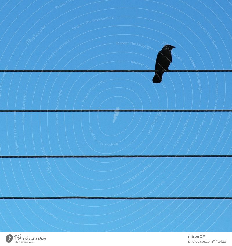 such a lonely world Stripe Bird Raven birds Sky Black Right Square Simplistic Simple Few Seldom 4 Parallel Calm Rest Break Beak Scaredy-cat Symmetry Contentment